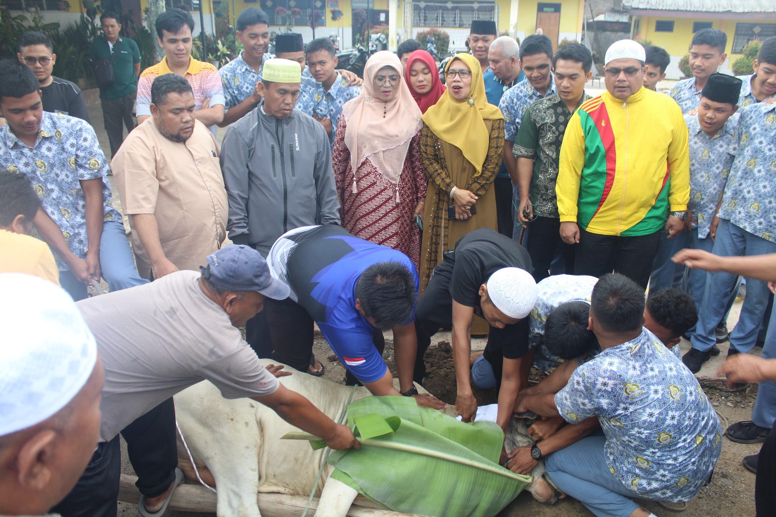 MAN 1 Padangsidimpuan Laksanakan Penyembelihan 2 Hewan Kurban 1445 H/2024M